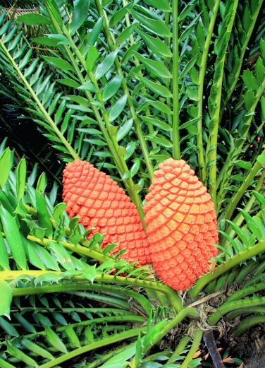 Palm Fruit